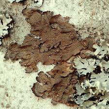 Attēlu rezultāti vaicājumam “Melanohalea olivacea”