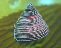 Attēlu rezultāti vaicājumam “Cliostomum corrugatum”