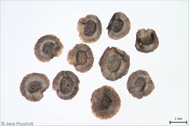 Attēlu rezultāti vaicājumam “Linaria vulgaris fruit”