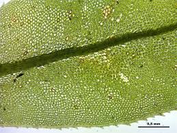 Attēlu rezultāti vaicājumam “Plagiomnium medium”