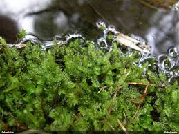 Attēlu rezultāti vaicājumam “Harpanthus flotovianus”