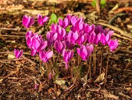 Attēlu rezultāti vaicājumam “Cyclamen hederifolium”