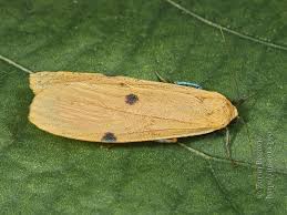 Attēlu rezultāti vaicājumam “Lithosia quadra female”
