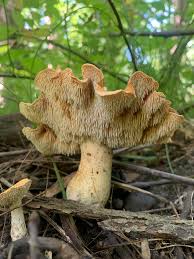 Attēlu rezultāti vaicājumam “Hydnum sp.”