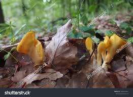 Attēlu rezultāti vaicājumam “Spathularia flavida”