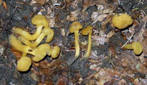 Attēlu rezultāti vaicājumam “Lycogala irregulare young”