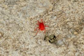 Attēlu rezultāti vaicājumam “Trombidiidae”