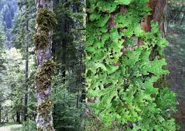 Attēlu rezultāti vaicājumam “Lobaria pulmonaria”