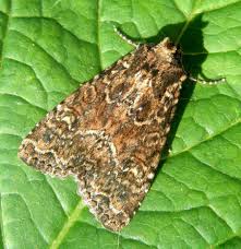 Attēlu rezultāti vaicājumam “Apamea remissa”