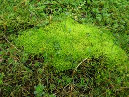 Attēlu rezultāti vaicājumam “Philonotis fontana”