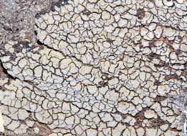 Attēlu rezultāti vaicājumam “Xylobolus frustulatus”