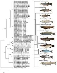 Image result for Crenimugil seheli