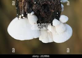 Attēlu rezultāti vaicājumam “Crepidotus versutus”