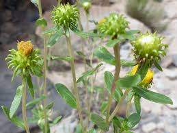Attēlu rezultāti vaicājumam “Gypsophila fastigiata leaf”