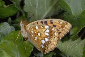 Attēlu rezultāti vaicājumam “Argynnis adippe female”