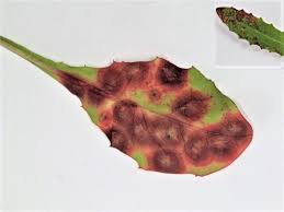 Attēlu rezultāti vaicājumam “Cystiphora sanguinea”