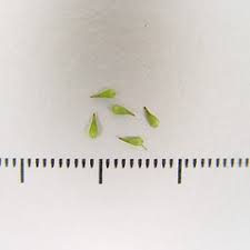 Attēlu rezultāti vaicājumam “Carex echinata”