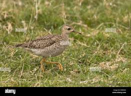 Image result for Bartramia longicauda