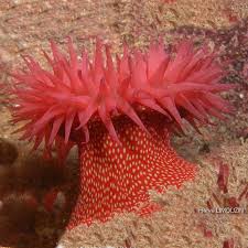 ผลการค้นหารูปภาพสำหรับ strawberry anemone