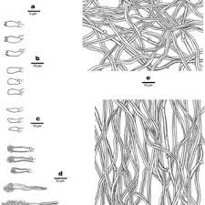 Attēlu rezultāti vaicājumam “Junghuhnia pseudozilingiana”