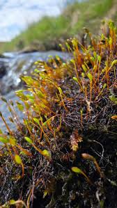 Attēlu rezultāti vaicājumam “Hygrohypnum luridum”