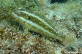 Image result for Sparisoma axillare