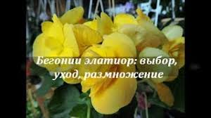 Image result for Бегония Элатиор 12х22 4601887072423