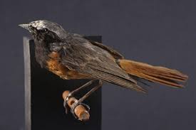 Attēlu rezultāti vaicājumam “Phoenicurus phoenicurus male”