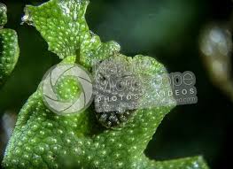 Attēlu rezultāti vaicājumam “Conocephalum”