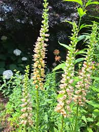 Image result for Digitalis ferruginea