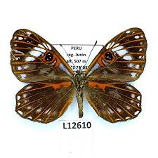 Attēlu rezultāti vaicājumam “Riodinidae”