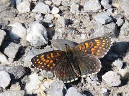 Attēlu rezultāti vaicājumam “Melitaea diamina underside”