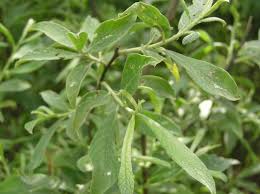 Attēlu rezultāti vaicājumam “Salix cinerea”