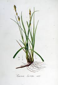 Attēlu rezultāti vaicājumam “Carex hirta”