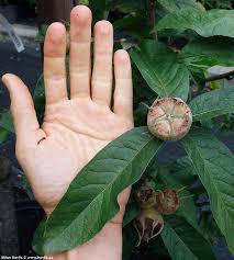 Attēlu rezultāti vaicājumam “Mespilus germanica leaf”