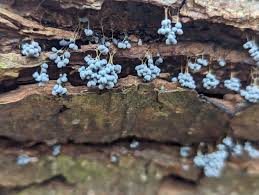 Attēlu rezultāti vaicājumam “Badhamia utricularis plasmodium”