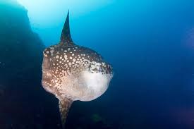 Image result for Mola mola