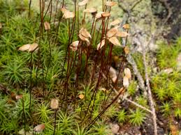 Attēlu rezultāti vaicājumam “Polytrichum commune”