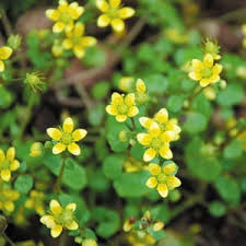 Attēlu rezultāti vaicājumam “Saxifraga cymbalaria flower”