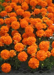 Attēlu rezultāti vaicājumam “Tagetes”