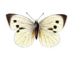 Attēlu rezultāti vaicājumam “Pieris brassicae male”