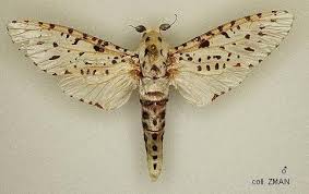 Attēlu rezultāti vaicājumam “Cossidae”