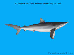 Image result for Carcharhinus falciformis