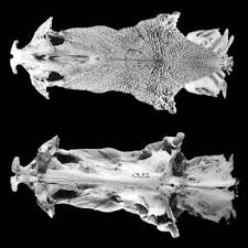 Image result for Ariopsis felis