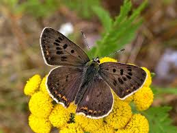 Attēlu rezultāti vaicājumam “Lycaena tityrus”