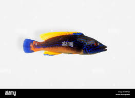 Image result for Labrus mixtus