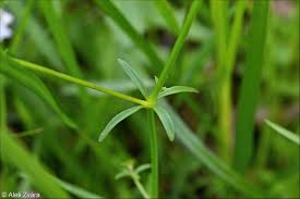 Attēlu rezultāti vaicājumam “Galium palustre fruit”