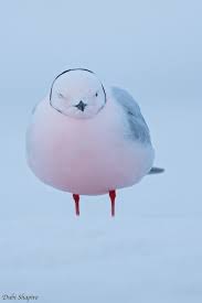 Image result for Rhodostethia rosea