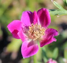 Attēlu rezultāti vaicājumam “Anemone x lipsiensis flower”