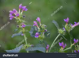 Attēlu rezultāti vaicājumam “Galeopsis bifida flower”